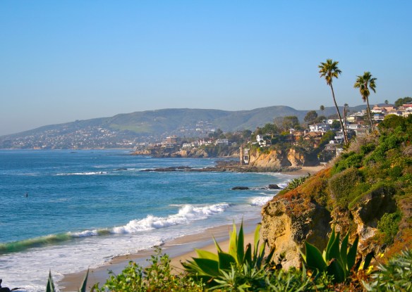 beach coast with palm trees