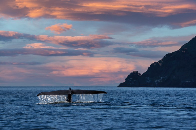 Blue Whale tail in Baja California Sur, Mexico