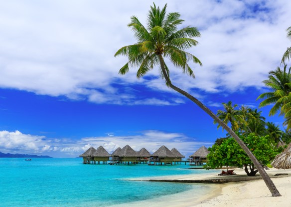 tropical beach and palm trees